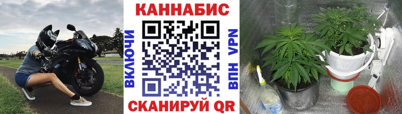Бошки Шишки планчик  Невель 
